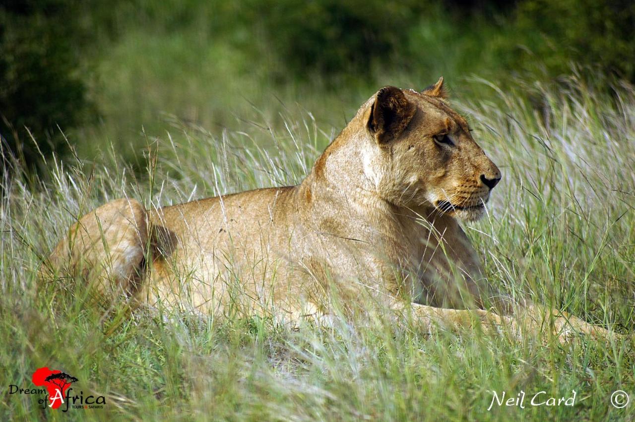 Dream Of Africa Bush Lodge Marloth Park Eksteriør bilde