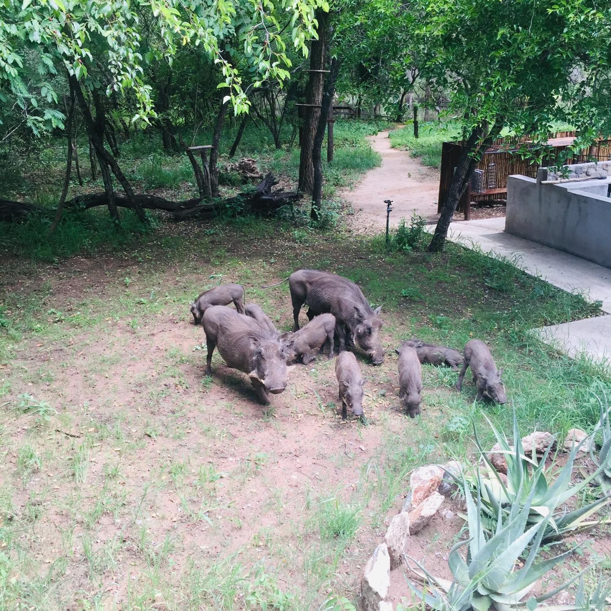 Dream Of Africa Bush Lodge Marloth Park Eksteriør bilde